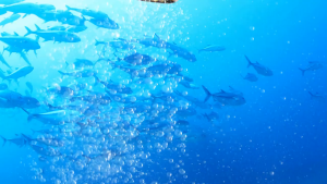 iMATCHME OMEGA-3 Dầu cá Viên nang giàu DHA và EPA để cải thiện tâm trạng xấu giảm căng thẳng câu đố cho não bộ