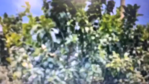 Pembungkus Buah Fruit Cover Anti Serangga Kantong Jaring Buah tas penyimpanan tas permen tas hadiah