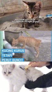 Obat Cacing Kucing Kitten Cair Tetes Ampuh Basmi Cacing Kucing Dewasa