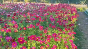 Hạt giống hoa sao nhái hồnghoa chuồn chuồn-gói 50gr-nãy mầm 100%-gieo trồng quanh năm