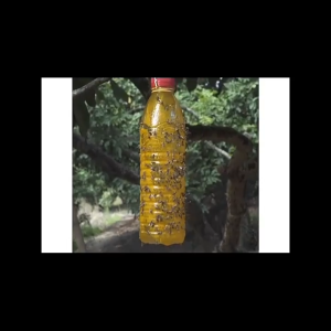 🍇ผลไม้ไม่โดนแมลงวันผลไม้รบกวนอีกต่อไป 🍇สารล่อแมลงวันทอง สารล่อแมลงทอง กันลมกันฝน ดักแมลงวันทอง เมทิลยูจินอล ดึงดูดแมลงวัน100% ที่ดักแมลงวันทอง ยากำจัดแมลงวันทอง ใช้ได้กับขวดหลายประเภท แผ่นดักแมลงวัน แผ่นดักแมลงวัน น้ำยาล่อแมลงวันทอง กับดักแมลงวันทอง