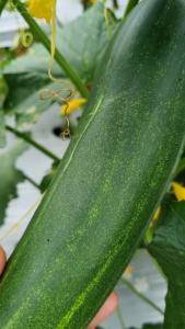 Benih Unggul Timun Hibrida RENATA F1 80 Biji Cap Bunga Matahari Buah Lebat