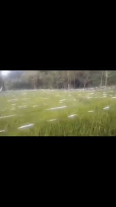 ( TALI PERAK ) ISI 3 PCS TALI PENGUSIR BURUNG SAWAH PANJANG MASING MASING PANJANG 800 METER