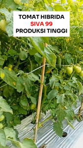 Benih Unggul Tomat Hibrida SIVA 99 50 Biji Cap Bunga Matahari Produksi Tinggi