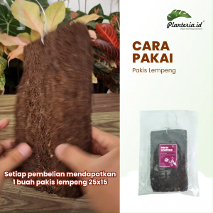 Papan Pakis Anggrek Berkualitas Tebal & Kokoh oleh Planteria.id