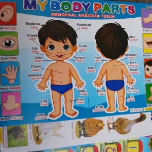 Poster Edukasi Anak Mengenal Anggota Tubuh My Body Parts