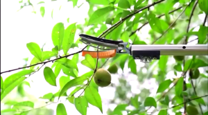 Fruit Picker Tool 6 Feet Cut and Hold Tree Pruner 1.8-3 Meters Rotation Pole Tree Trimming Long Reach Fruit Picker Pemetik Buah Galah Panjang