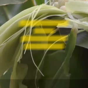 Benih Jagung Pulut KUMALA F1 Isi 200 Butir Cap Panah Merah