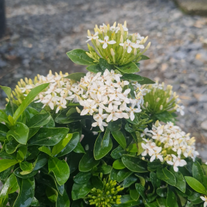 ต้นเข็มแคระ สีขาว เพาะในกระถาง 6 นิ้ว รากแน่นๆ ดอกสวยๆ ต้นเข็มขาว ต้นเข็มแคระ ต้นเข็ม