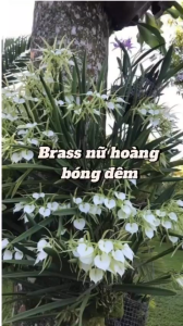 Hoa lan Brass nữ hoàng bóng đêm