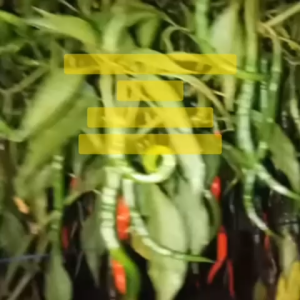 Benih Cabe Cabai Keriting JENGGO F1 Isi 1 gram Benih Bintang Asia