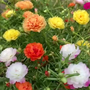 Comho 3 gói hạt giống hoa 10 giờ kép mix màu -gói 250 hạt