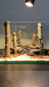 Layout rừng setup sẵn cho bể cá thủy sinh lũa đá tự nhiên chỉ việc dùng đủ kích thước cho các bể