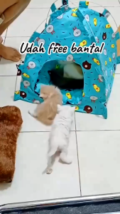 Rumah Tenda Kucing Lipat Motif Lucu Aerizoo Ukuran Besar - Bahan Premium Bisa Dicuci Bonus Bantal Empuk 45cm x 45cm