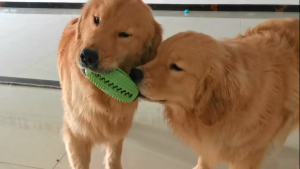 Đồ chơi kéo co cho Chó bóng rò rỉ thức ăn (mẫu mới) - Love Pets Shop