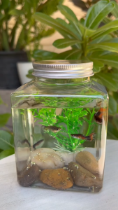 โหลพลาสติกเลี้ยงปลากัด เหลี่ยมปลากัด เลี้ยงปลาขนาดเล็ก