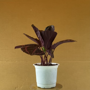 Cây Đuôi Công Tím - Cây Kiểng Để Bàn