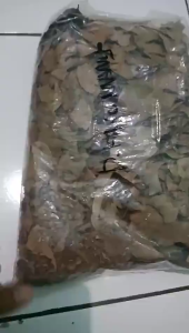 HERBAL TERMURAH DAUN KAYU MANIS KERING  500 GRAM