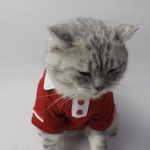 Baju Kucing Anjing Murah 5 Ribu Lucu Cowok Cewek - DIRGAHAYU PET STYLE