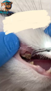 Science Diet Cat Oral Care 158KG Mencegah Bau Mulut Plak Gigi