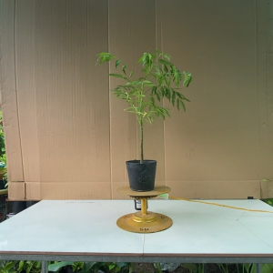 Cây Cóc Thái Dòng Siêu Trái - Cây Ăn Quả