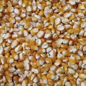 Jagung Pipil Besar Burung Merpati