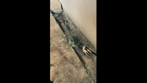 PROMO Alat Pencabut Rumput Liar Baja Premium 40 cm - Efisien Ergonomis Tahan Lama