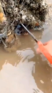 Klip Gunting Capit Pengambil Kepiting Ikan Seafood DLL