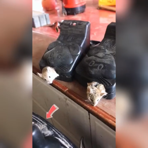 Bẫy Chuột Thông Minh  Lò Xo Độ Nhạy Cao Lực Gấp Mạnh Dễ Dùng Hiệu Quả Cao Tái Sử Dụng Nhiều Lần-NIEVE