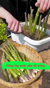 Hạt giống Măng Tây xanh Mỹ F1 - gói 20 hạt