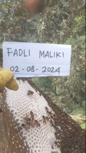 [FadliMaliki] Madu Tualang Asli Hutan Liar Raw Honey - 1 Kg