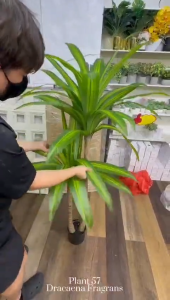 [ARTIFICIAL PLANT FREE POT] Artificial Potted Plant / Artificial Plant / Home Decor/ Indoor Plant/ Indoor Decor Plant / Potted Plant / Faux Plant / Fake Tree / Flower Tree