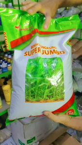 BENIH BIBIT KANGKUNG UNGGUL ISI 5 KG SUPER JUMBO GARUDA SEED