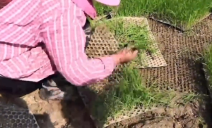 ถาดเพาะกล้านาโยน (แบบหนา) มี 434 หลุม มีให้เลือก 1-500 ชิ้น ผสมสารป้องกัน UV ถาดเพาะนาโยน ผลิตจากพลาสติกคุณภาพดี ที่มีความแข็งแรงทนทานสูง（น้ําหนักชิ้นเดียว 60g）