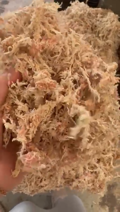 5 อันดับ สแฟกนั่มมอสชิลี คุณภาพดีที่สุด สำหรับปลูกต้นไม้และกล้วยไม้ อัปเดตปี 2025