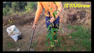 Pokok BESAR Durian JIN FENG 3.0-3.5 kaki Pokok BESAR Kimhong 金凤 榴莲苗 D198 Sapling Durian Golden Phoenix