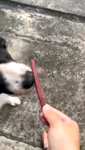 YTL     ขนมขบเคี้ยวสำหรับสุนัขทำจากเนื้อวัวและไก่โปรตีนสูงไขมันต่ำ 500 กรัมเหมาะสำหรับสุนัข