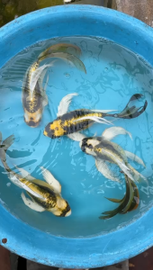 Short Body Maya Koi Fish/ Freshwater/ Livefish/ 短身玛雅鲤鱼
