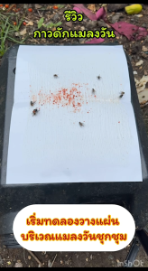 เขตปลอดแมลงวัน กาวดักแมลงวันพร้อมเหยื่อล่อ กาวเหนียวมาก เกาะติดตาย กาวกำจัดแมลงวัน ตัวแพร่พันธ์เชื้อโรค ปลอดสารพิษเป็นมิตรกับสิ่งแวดล้อม บรรจุมัดละ 100 แผ่น