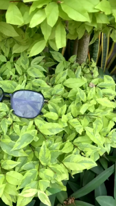 OKULARY D6 Kacamata Cat Eye Kacamata Lensa Photocromic Anti Radiasi Frame Stainless Stell Fashion Kacamata Fotocromic Wanita FREE POUCH