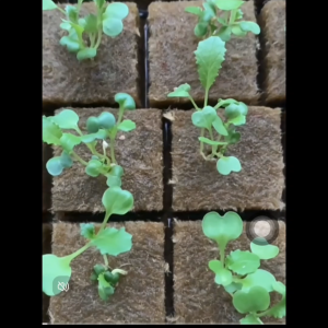 25x25x25 Rock Wool Blocks: A Guide to Soilless Cultivation Planting Materials