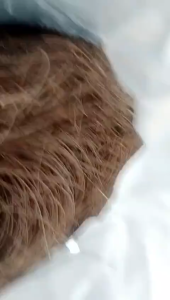 HERBAL JAMU TERLARIS DAUN PINUS KERING 1 KG