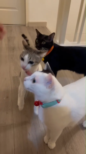 1 ถุง ABSOLUTE HOLISTIC Air-Dried แอร์ดราย เนื้อสัตว์คุณภาพ สำหรับน้องแมว 🐈 (1 ถุง) บรรจุ 50 g