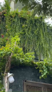 Cây Tần Ấn Độ Dày Dặn Tạo Không Gian Xanh Mát Trang Trí Ngoại Thất