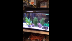 Cây Thủy Cảnh Decor Không Gian Bể Cá Phụ Kiện Thủy Sinh Thu Hút Cá Trong Bể Tạo Không Gian Thoải Mái Cho Cá Thủy Sinh