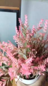 ลาเวนเดอร์มินิ