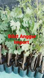 bersertifikat - bibit anggur import andrey 53 jarang ada