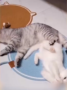 【COD】Cat Scratching Pad Durable Cartoon Pet Blanket Anti-scratch Claw Grinding Pad Washable Breathable Cat Scratch Mat