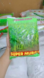 Benih BIBIT Kangkung 1 Kg SUPER MURAH Kemasan Pabrik