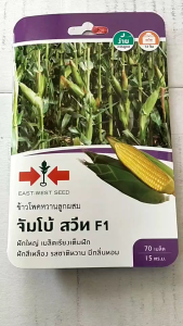 ผักซอง ศรแดง ข้าวโพด จัมโบ้สวีท หมดอายุ 07/04/2569จำนวน 70 เมล็ด/ซอง เมล็ดพันธุ์ ข้าวโพด ลอตใหม่ เมล็ดสีเหลืองสด รสชาติหวาน อร่อย มีกลิ่นหอม ระยะเก็บ 72 วัน npkplant